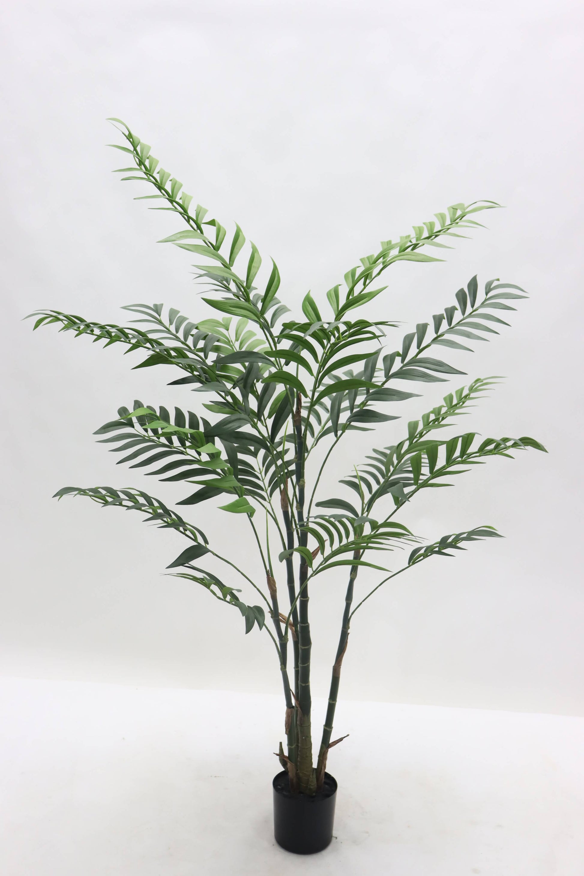 TR10793 BAMBOO PALM TREEx4 w/351L,4' - Misc image 1