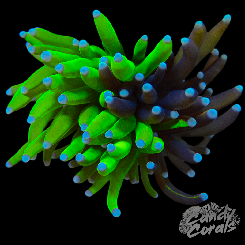 Grafted Torch WYSIWYG 7 - Furniture image 1