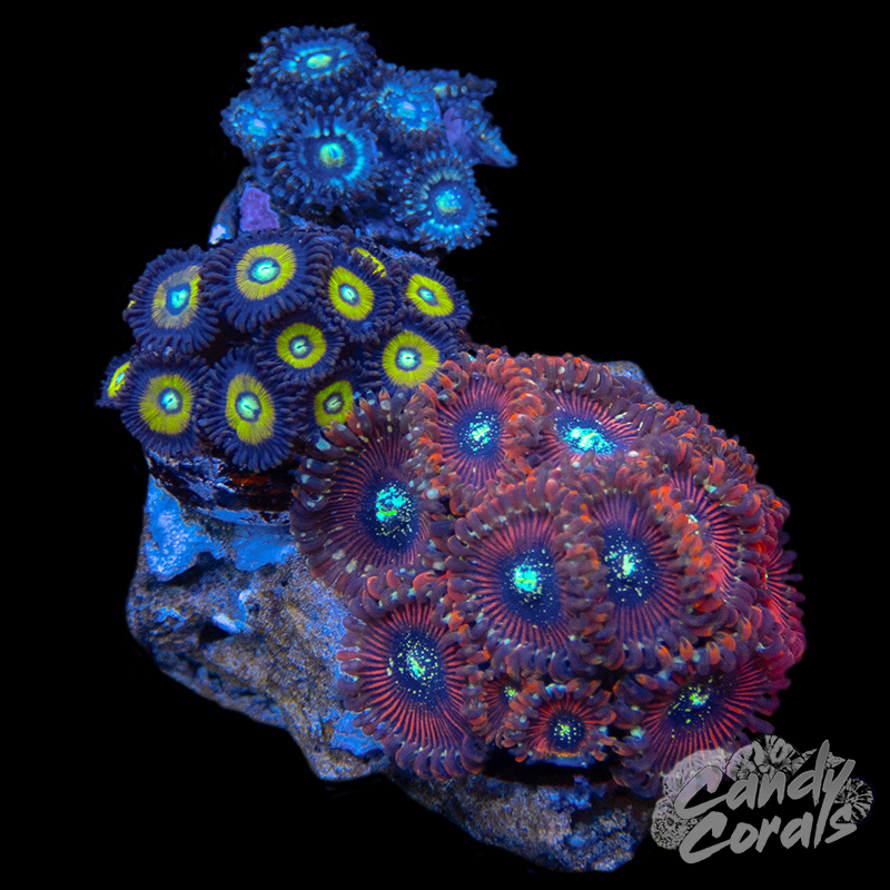 Palythoa/Zoanthid Trio Colony 3 - Furniture image 1