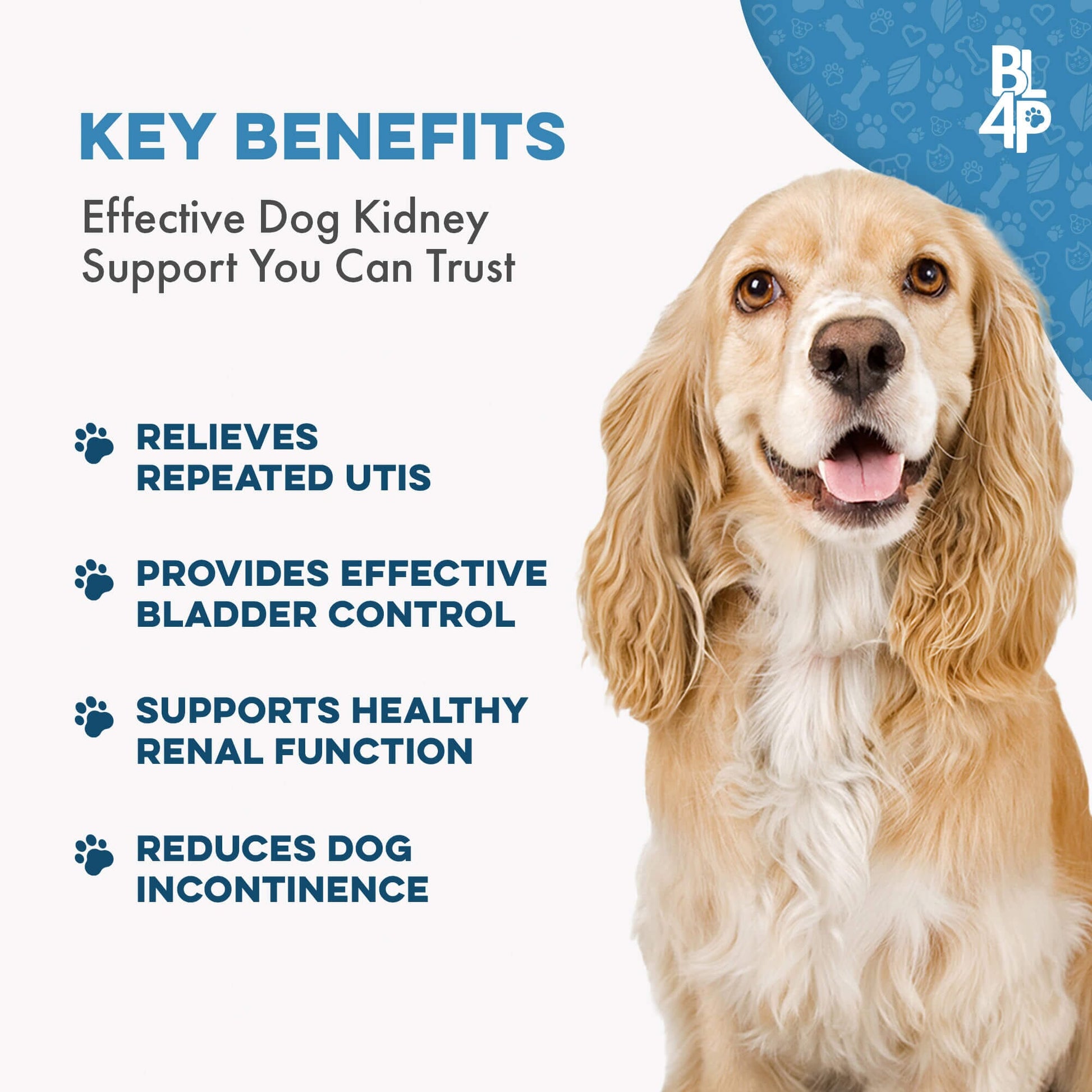 Dog UTI & Bladder Health Bundle (Urinary Tract Infections, Incontinence, Frequent Urination) - Jewelry image 3