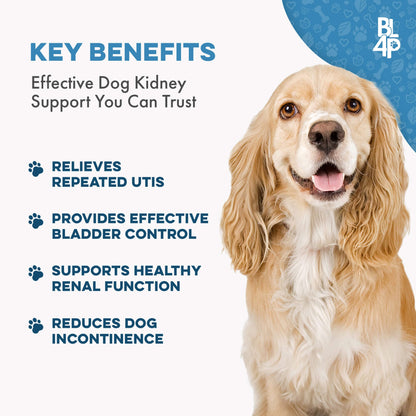 Dog UTI & Bladder Health Bundle (Urinary Tract Infections, Incontinence, Frequent Urination) - Jewelry image 3