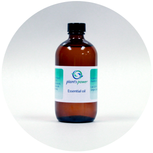 Sandalwood (Santanum Album) Essential Oil - 5% Dilution in Jojoba Oil - Jewelry image 2