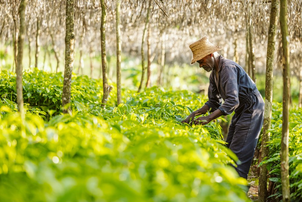 GORI GESHA ESPRESSO: Ethiopia Natural Gesha - Kitchen & Dining image 4