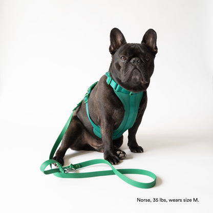 Green Harness and Leash Set - Furniture image 2