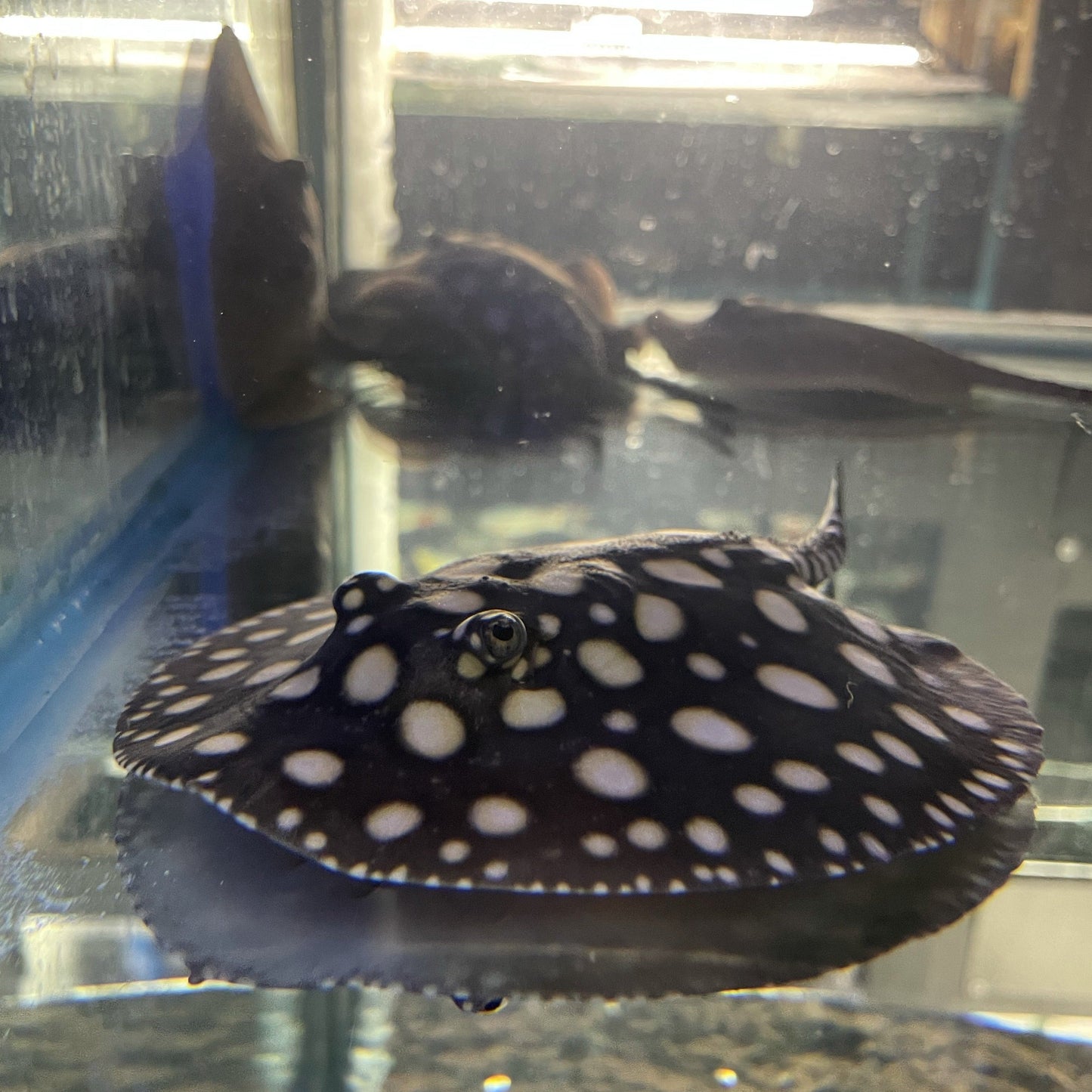 Big Spot Black Diamond Stingray Pair - Kitchen & Dining image 5
