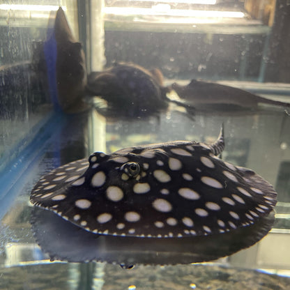 Big Spot Black Diamond Stingray Pair - Kitchen & Dining image 5