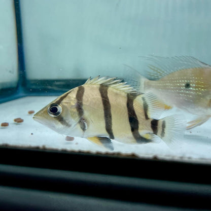 Northern Thailand Tiger Fish (Datnoid) - Furniture image 1