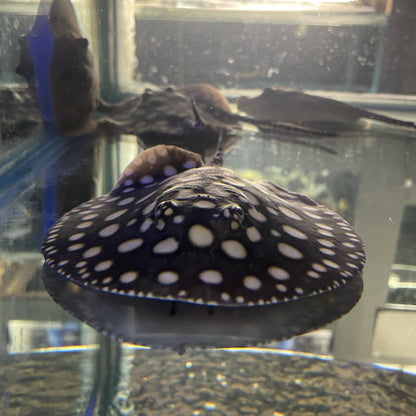 Big Spot Black Diamond Stingray Pair - Kitchen & Dining image 1