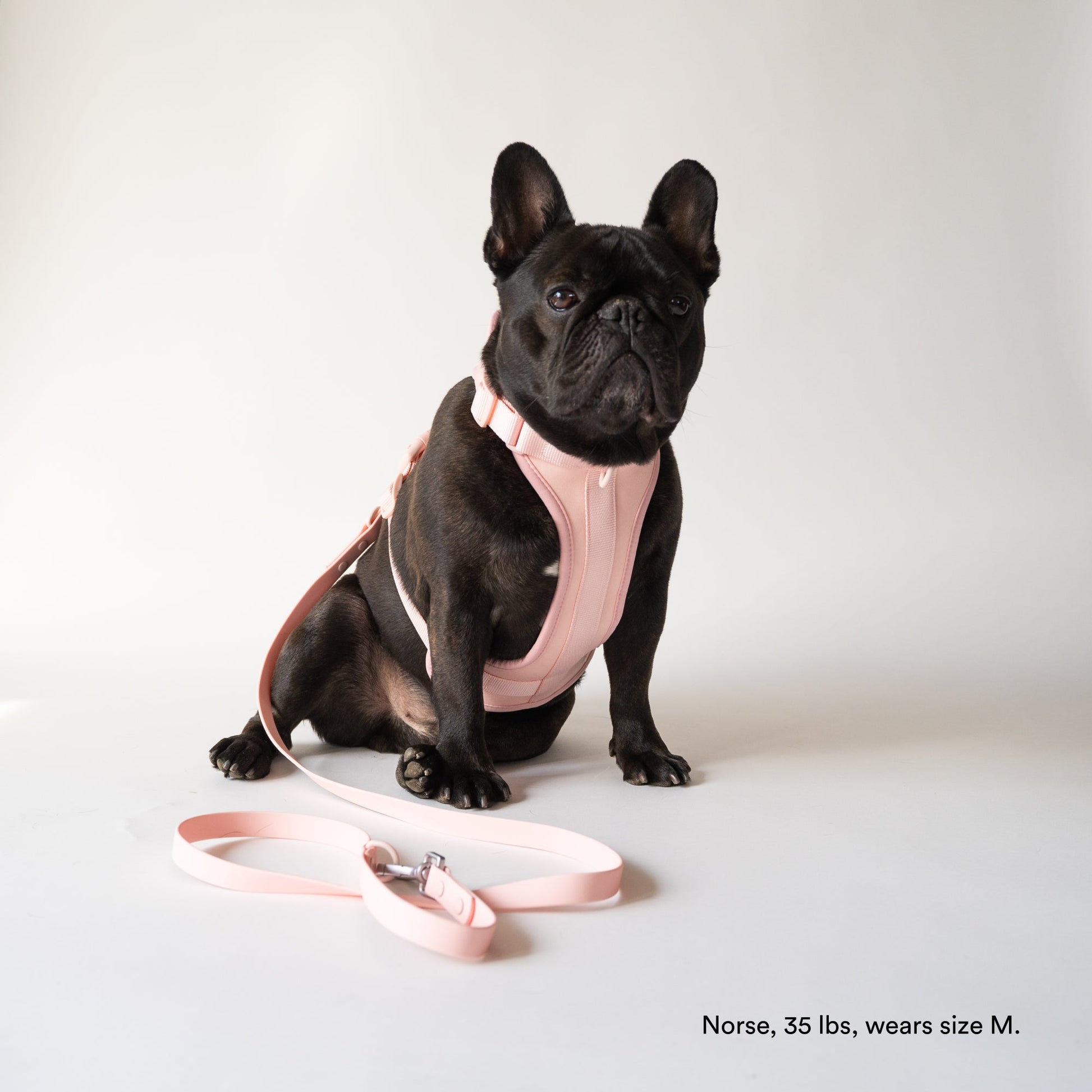 Pink Harness and Leash Set - Furniture image 2