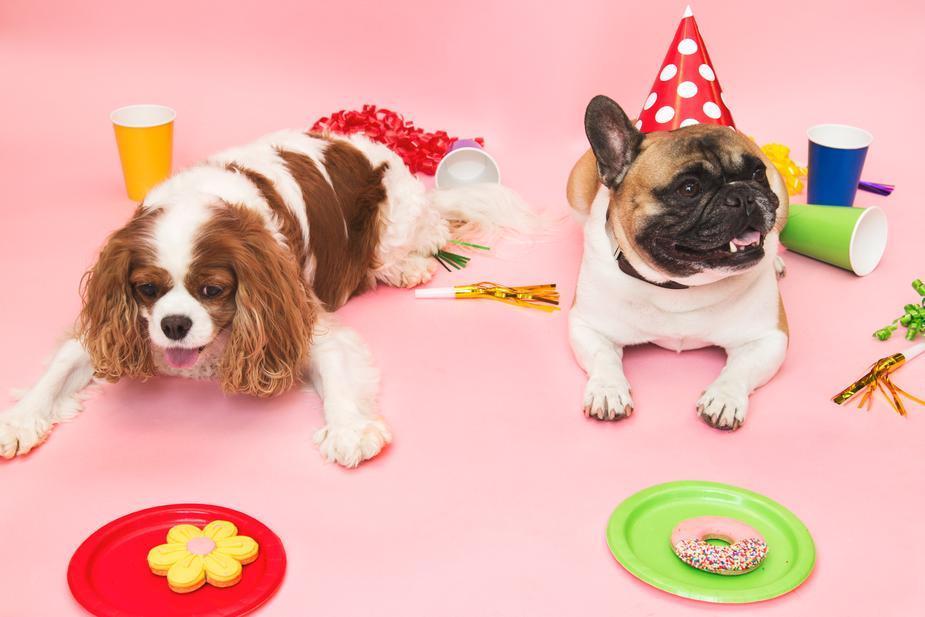 Party Hats for your Pooch - Misc image 1