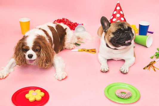 Party Hats for your Pooch - Misc image 1