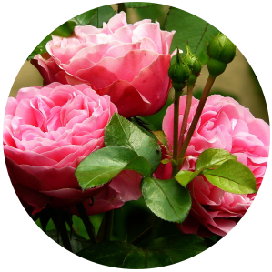 Rose Absolute (Rosa damascena) - Bulgaria - Jewelry image 1